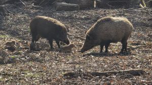 Wilde Borsten im Gegenlicht: Kaltstart in den Münchner Süden