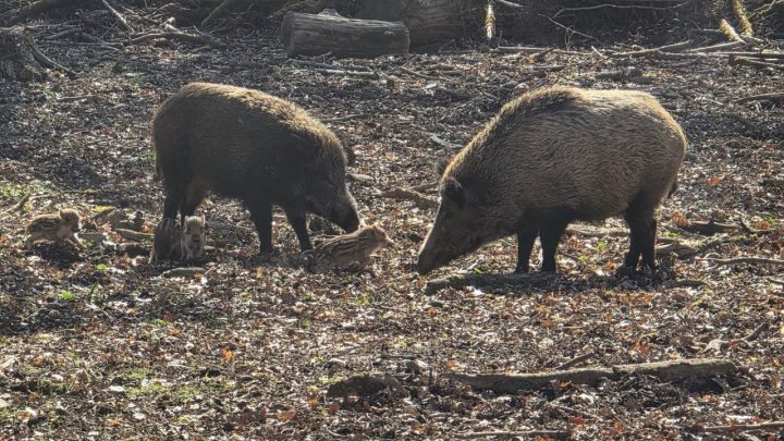 Wilde Borsten im Gegenlicht: Kaltstart in den Münchner Süden