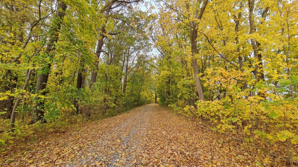 Waldweg mit gelbem Herbstlaub