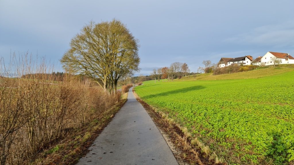 Baum am Radweg im Winterlicht