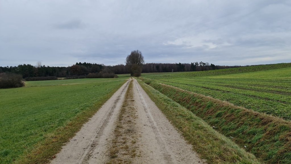 Schotterweg zwischen grünen Feldern