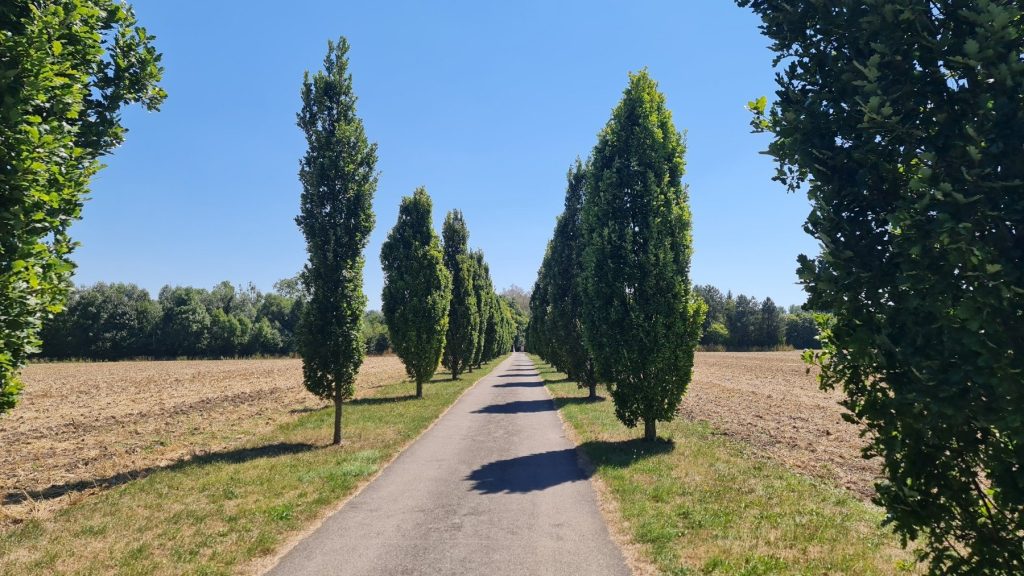Allee aus Pappeln an einem Feldweg