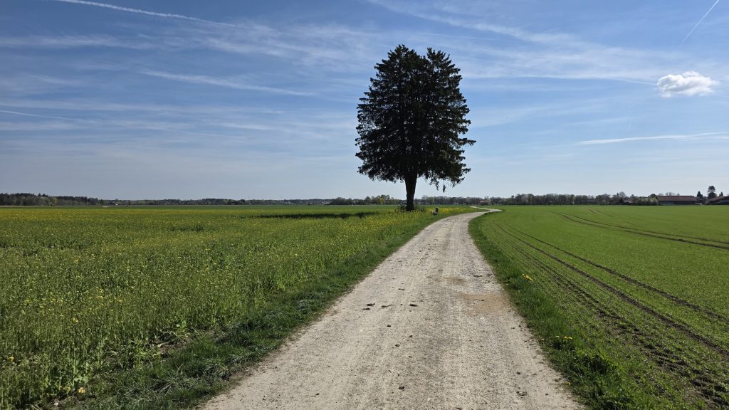 Einzelner Baum am Schotterweg zwischen Feldern bei Oberhaching