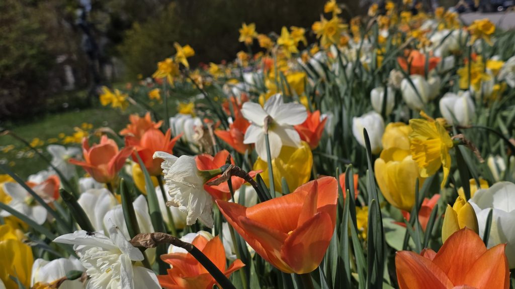 Blühende Tulpen und Narzissen am Bavariafilmplatz in Grünwald