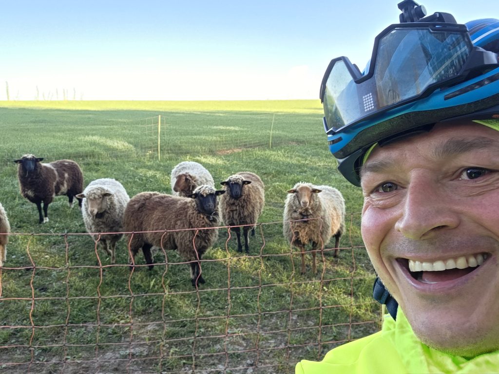 Selfie mit Schafen am Zaun bei Windach