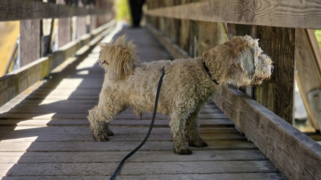 Der Hund auf der Holzbrücke über die Ammer