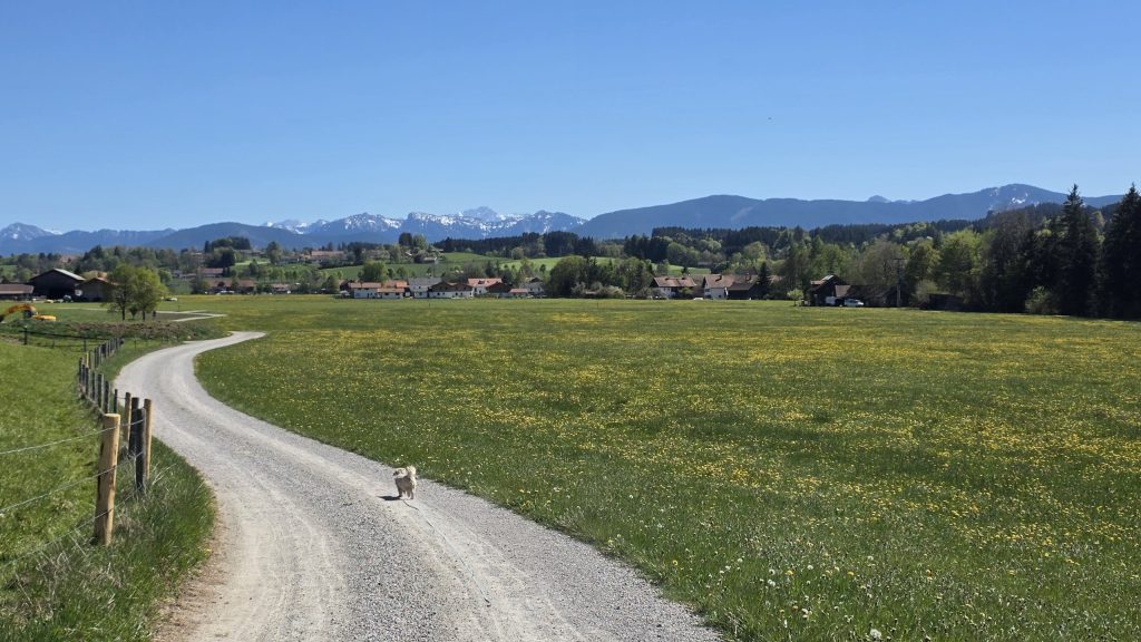 Weg über die Wiesen am Schweinberg mit Alpenblick