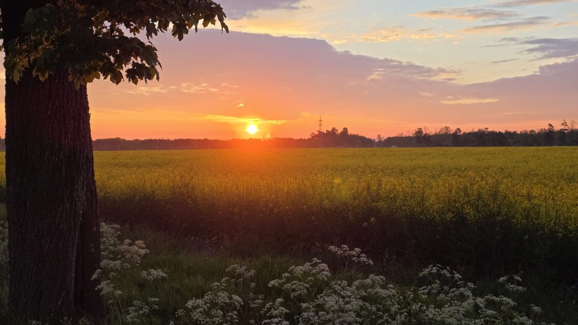Sonnenaufgang im Raps: Gravel-Fahrt zum Lech
