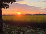 Sonnenaufgang über einem Rapsfeld bei Unterpfaffenhofen