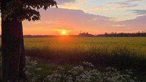 Sonnenaufgang im Raps: Gravel-Fahrt zum Lech