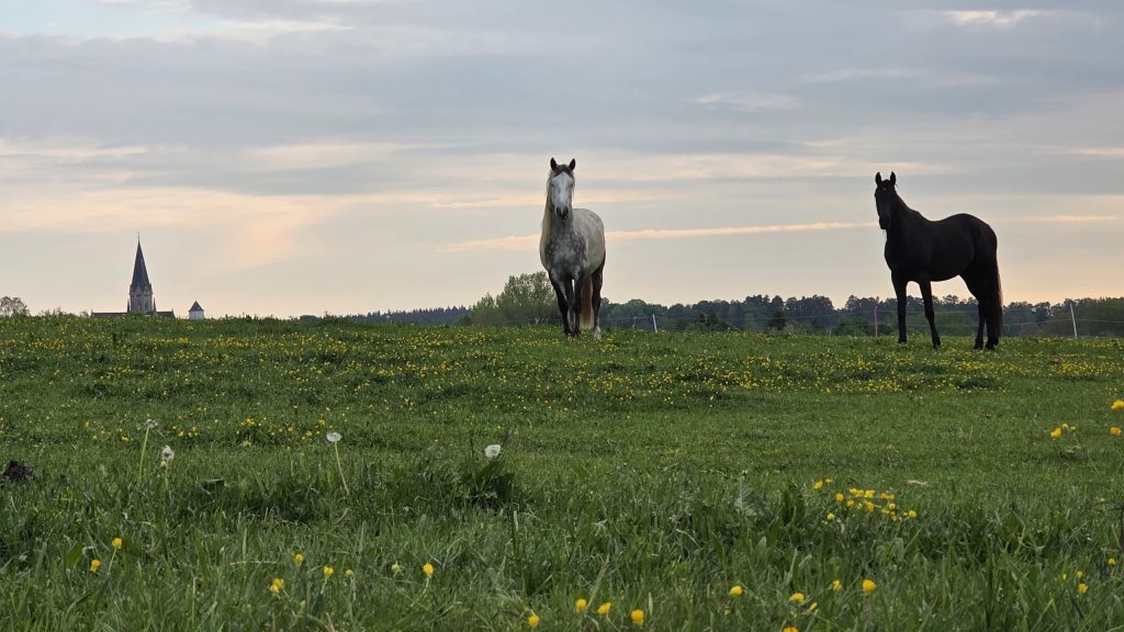 Zwei Pferde auf der Weide bei Windach