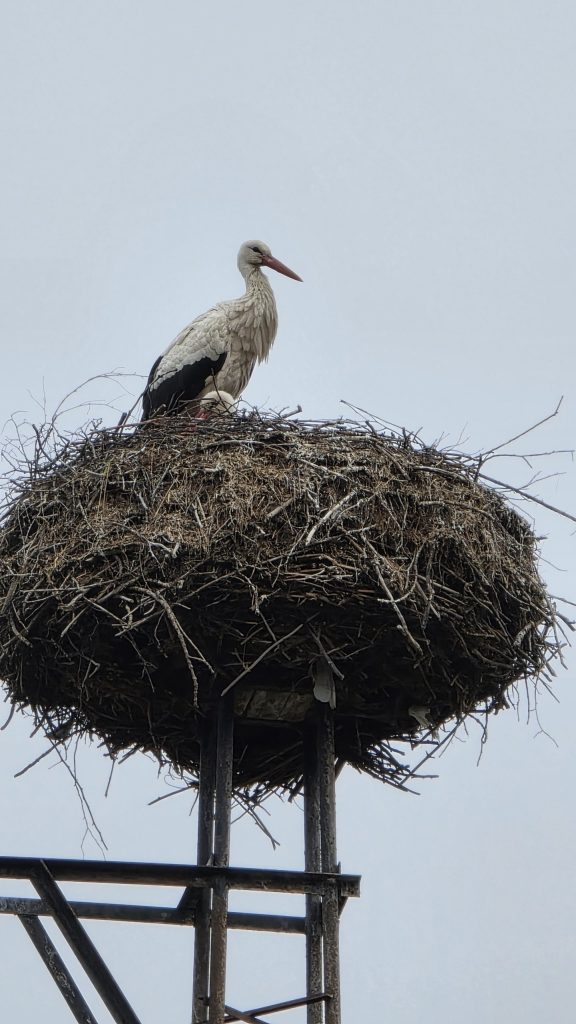 Storch auf seinem Nest am Stadtrand von Domažlice
