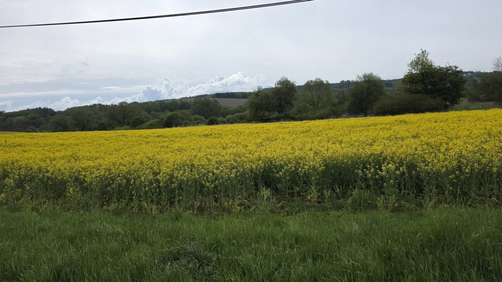 Leuchtend gelbe Rapsfelder bei Domažlice