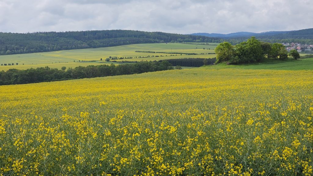 Rapsfeld im Hügelland westlich von Beroun