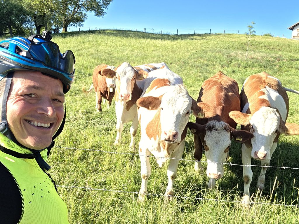 Selfie mit Fleckvieh am Zaun bei Thal