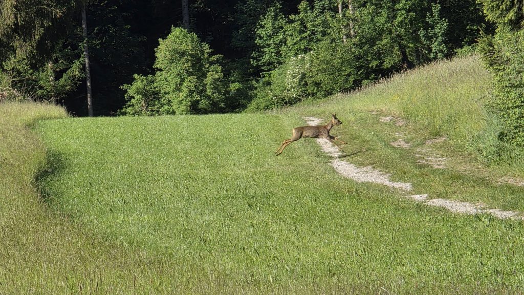 Reh springt über einen Feldweg bei Hörmating