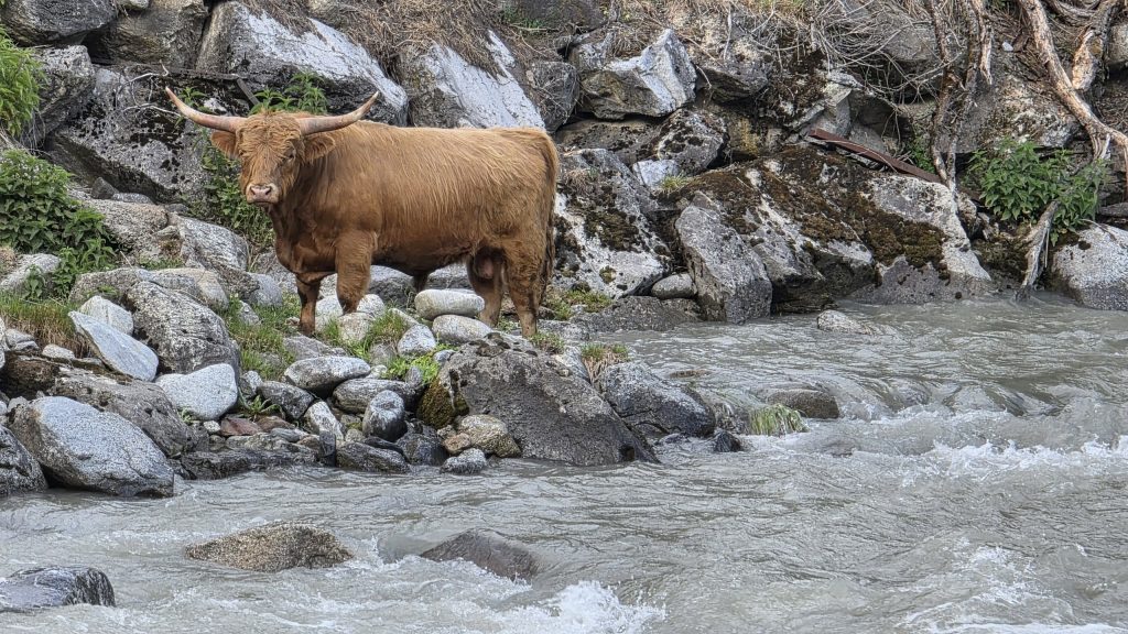 Hochlandrind am Fluss bei Sautens