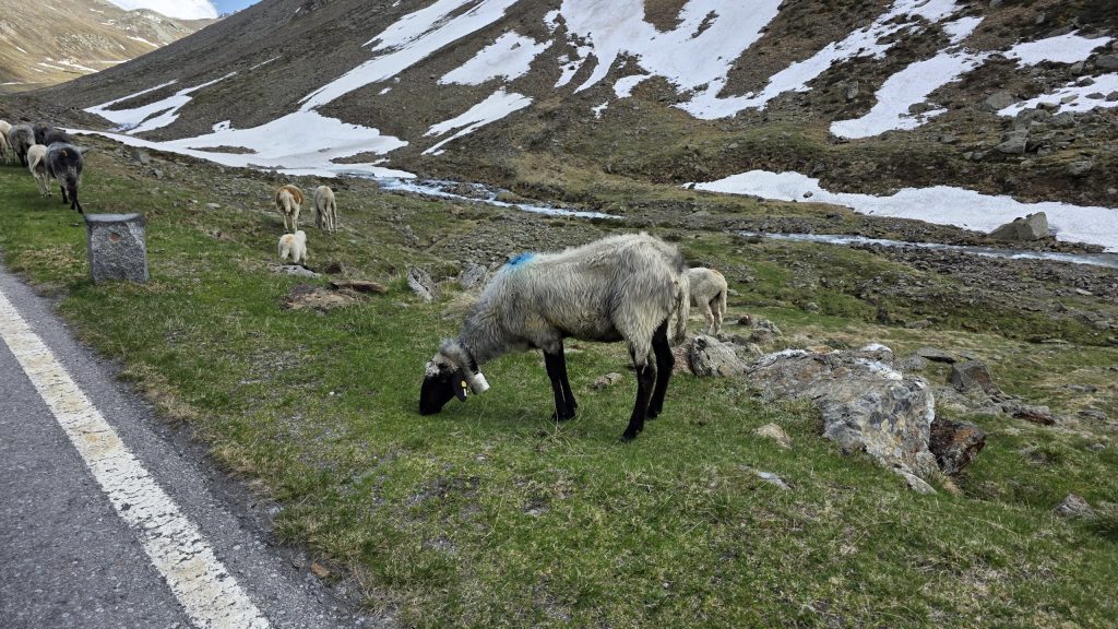 Schafe am Straßenrand zwischen Schneeresten am Timmelsjoch