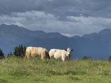 Kühe auf einer Weide vor den Allgäuer Bergen bei Bernbeuren