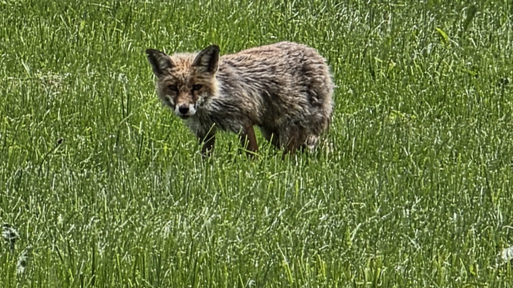 Fuchs in einer Wiese bei Seeg