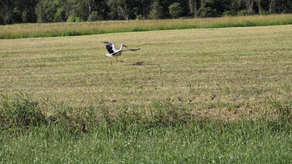 Storch auf einer gemähten Wiese bei Pfaffing
