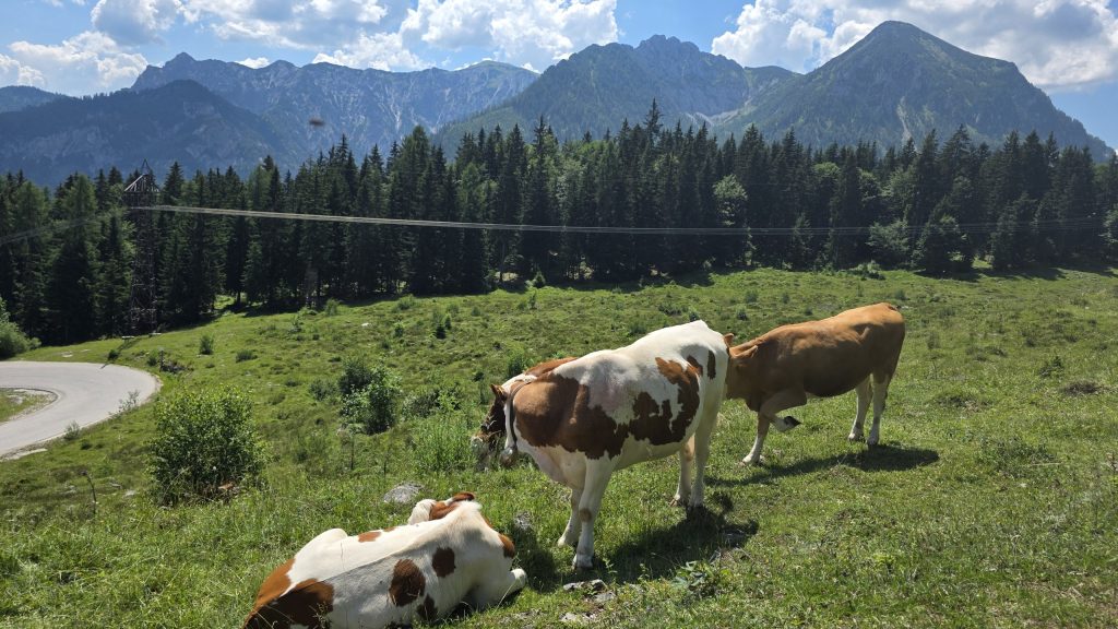 Kühe auf der Almwiese an der Postalmstraße