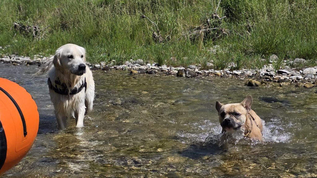 Zwei Hunde kühlen sich im flachen Wasser der Isar ab