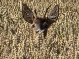 Reh schaut aus einem Weizenfeld bei Aßling