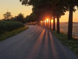 Sonnenaufgang hinter einer Baumallee bei Hollern