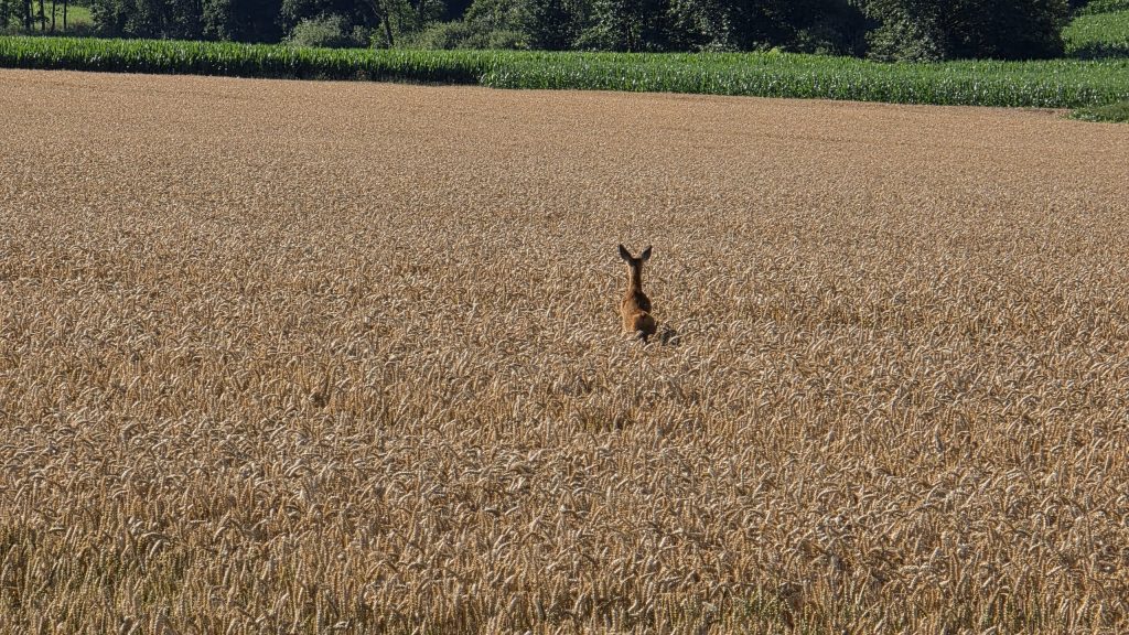 Reh in einem reifen Weizenfeld bei Ebering