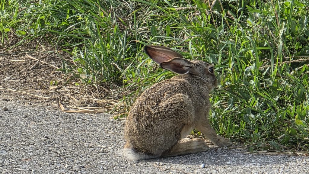 Hase am Wegrand bei der Mittermühle