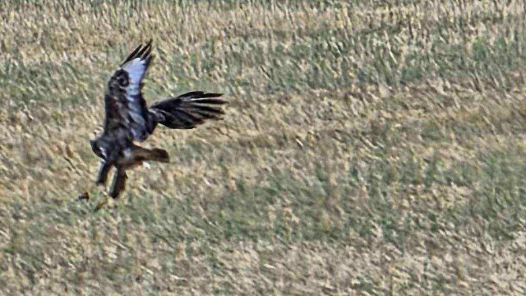 Bussard mit ausgebreiteten Flügeln über einem Feld