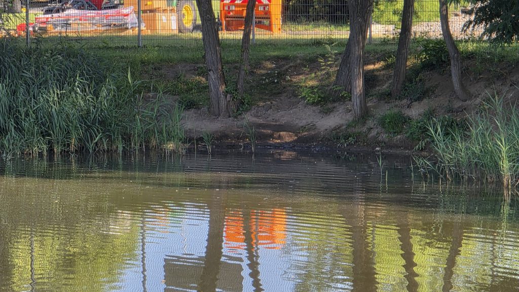 Kleiner Teich mit Schilf bei Irxleben