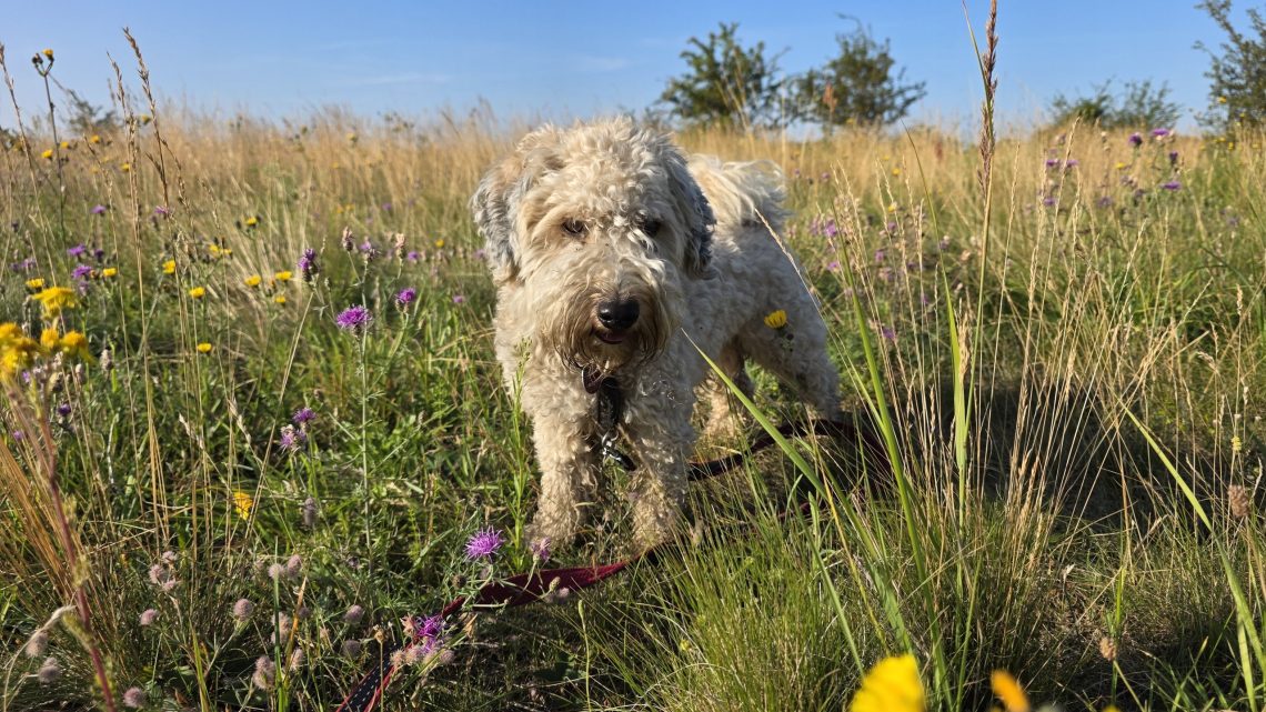 Morgenrunde in der Börde: Mit dem Hund unterwegs bei Irxleben