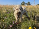 Hund im hohen Gras zwischen Wildblumen bei Irxleben