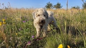 Morgenrunde in der Börde: Mit dem Hund unterwegs bei Irxleben