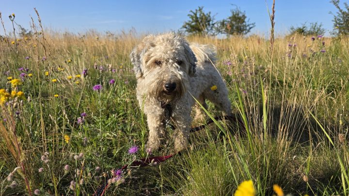 Morgenrunde in der Börde: Mit dem Hund unterwegs bei Irxleben