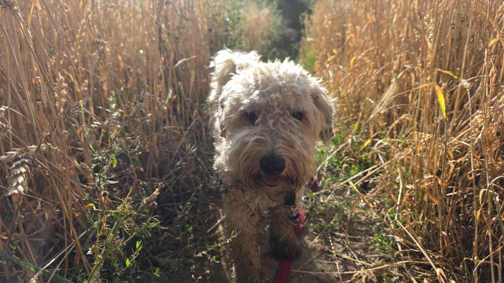 Hund im trockenen Schilf am Feldrand