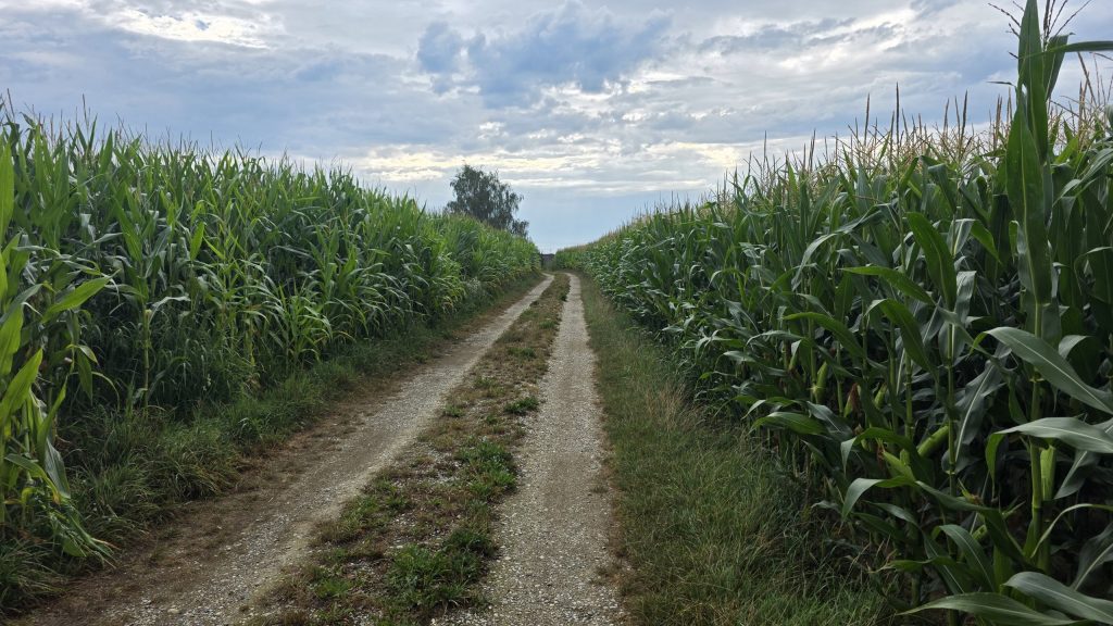 Schotterweg zwischen hohen Maisfeldern