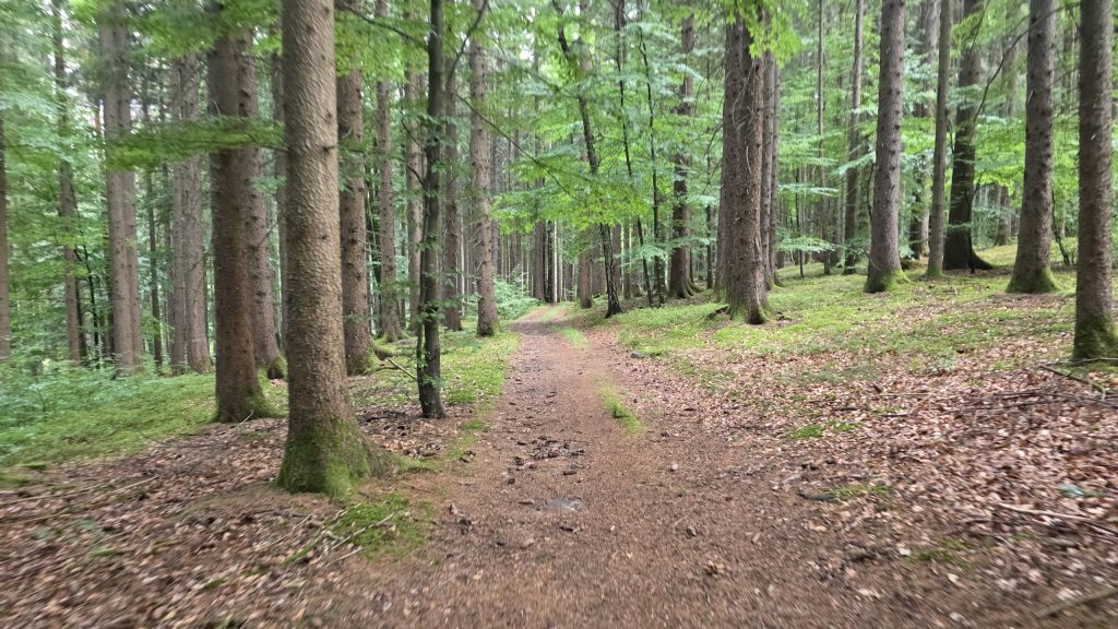 Waldweg im Ebersberger Land