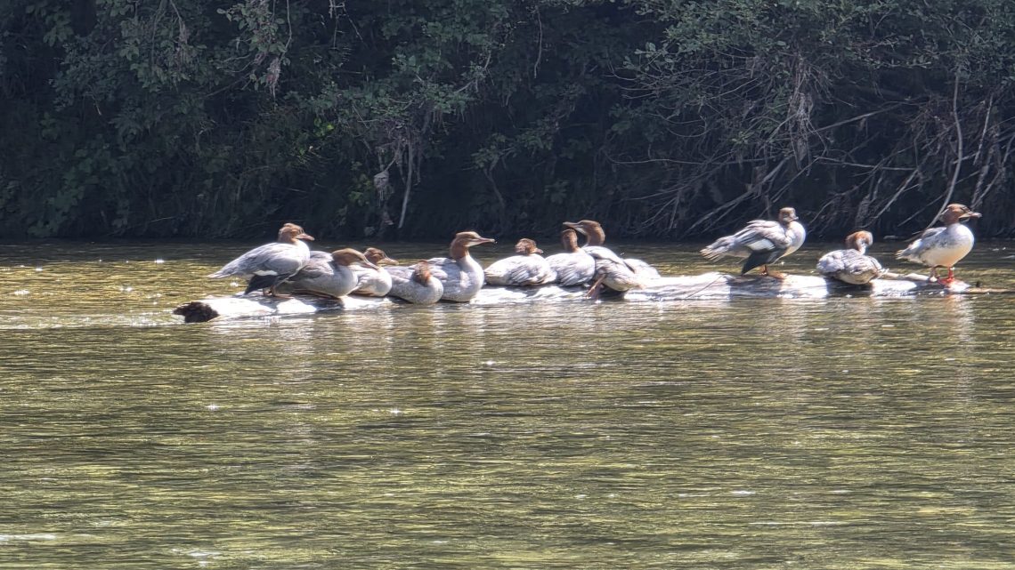 Gänsesäger und Kiesbänke: Mit dem Packraft von Wolfratshausen nach München