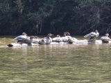 Gruppe Gänsesäger auf einem Stein in der Isar