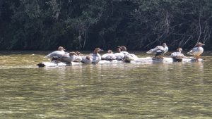 Gänsesäger und Kiesbänke: Mit dem Packraft von Wolfratshausen nach München