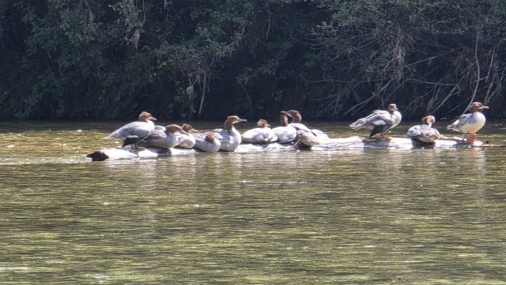 Gänsesäger und Kiesbänke: Mit dem Packraft von Wolfratshausen nach München