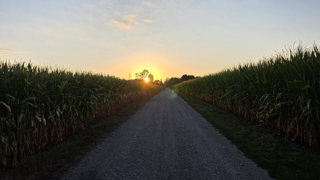 Sonnenaufgang zwischen Maisfeldern im Finsinger Moos
