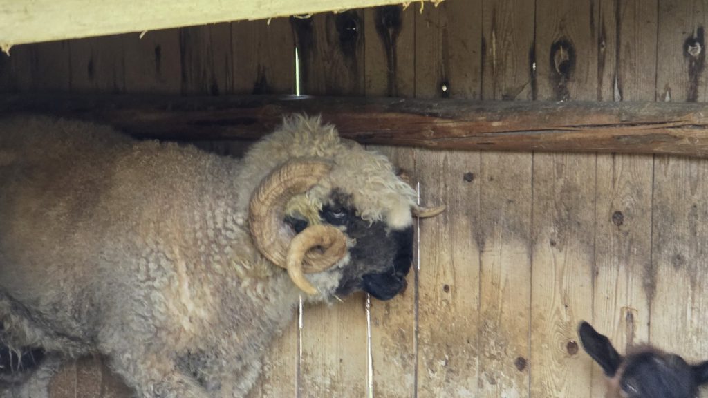 Schaf mit großen Hörnern in einem Holzstall