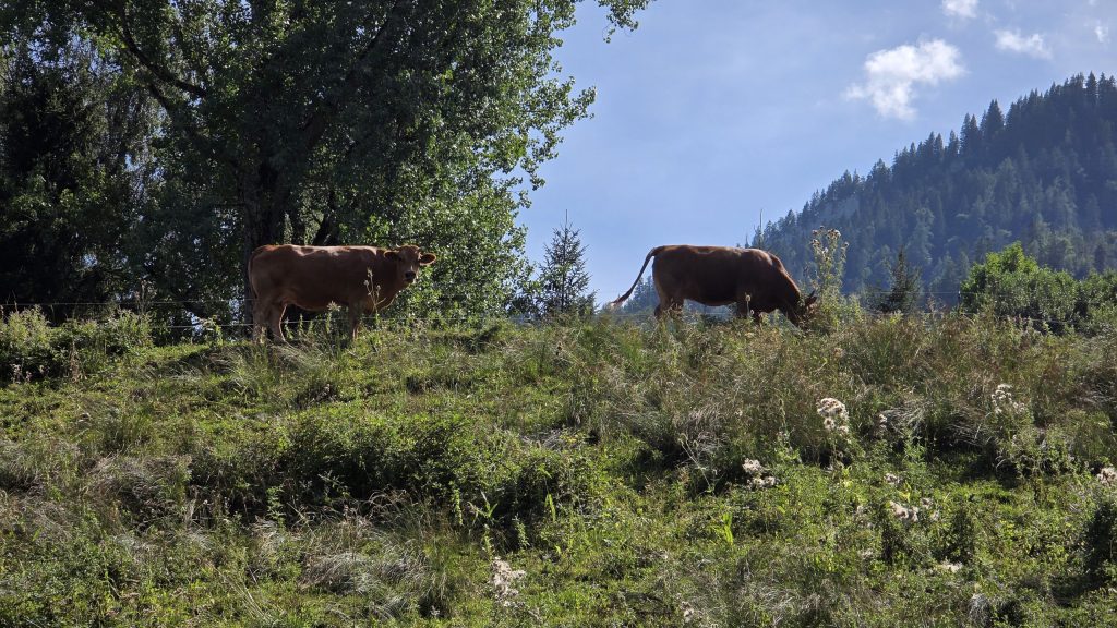 Kühe auf der Weide oberhalb von Ruhpolding