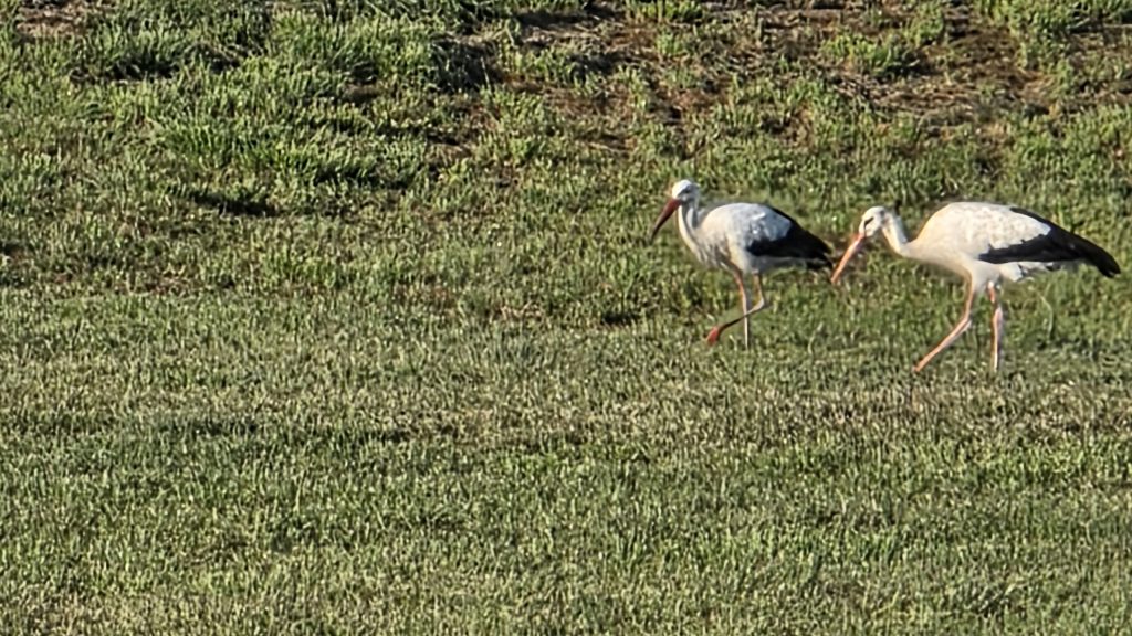 Zwei Störche auf einer Wiese bei Schechen