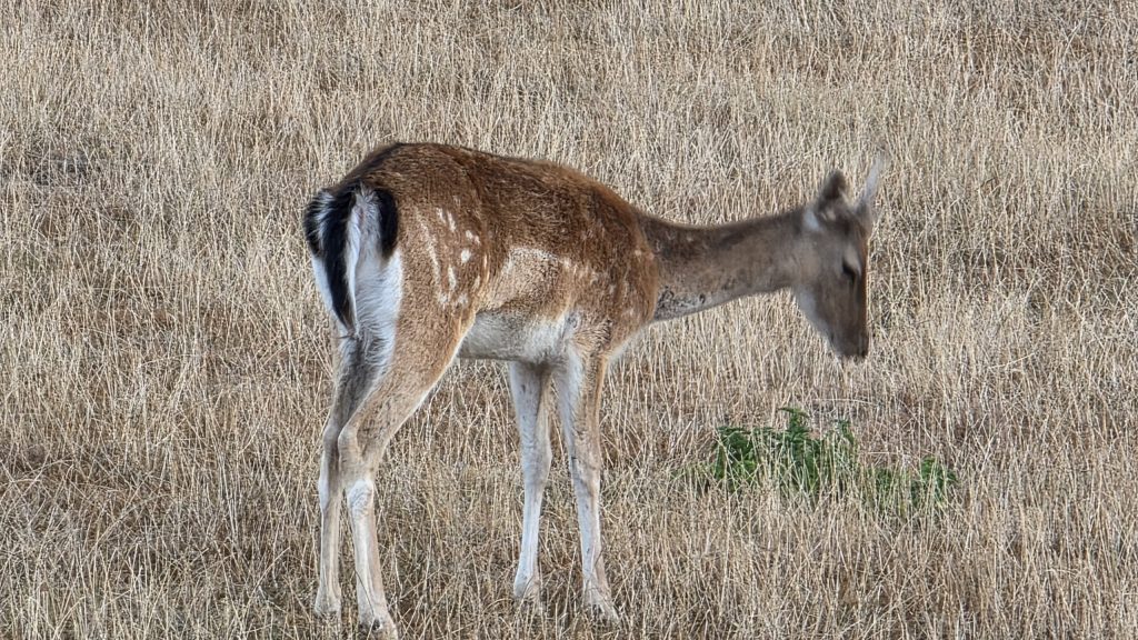 Damhirsch auf einem Stoppelfeld bei Pullenhofen