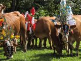 Geschmückte Kühe beim Almabtrieb bei Kufstein
